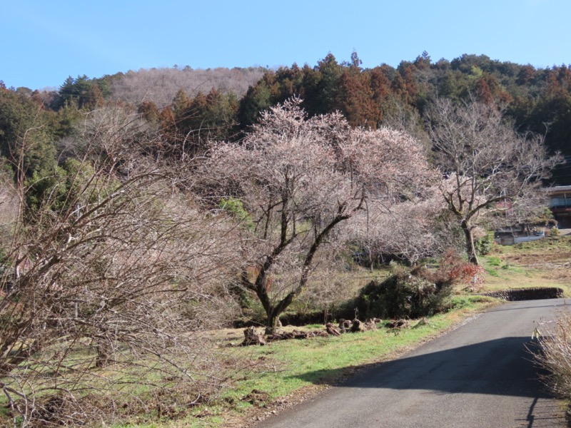 日和田山、物見山